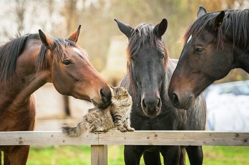 Three horses watching a cat on a fence line.