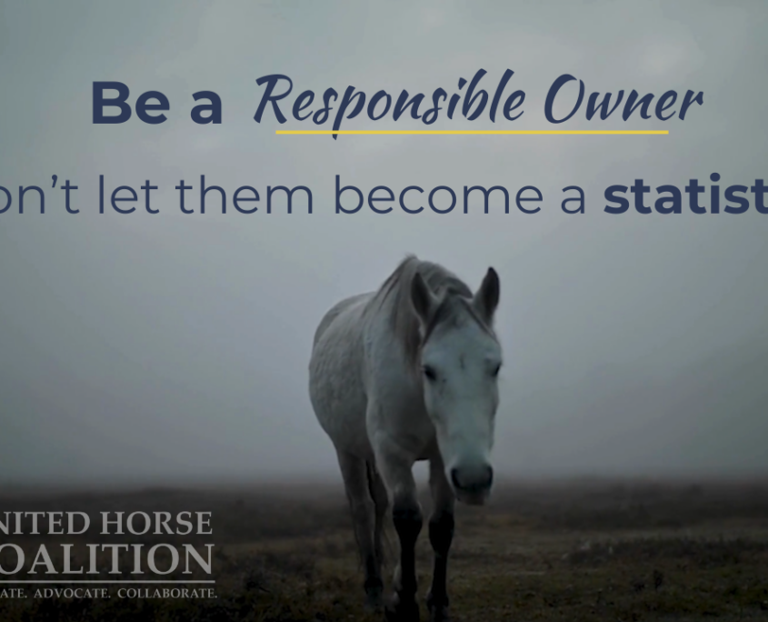 United Horse Coalition | Helping Horses At-risk Or In Transition