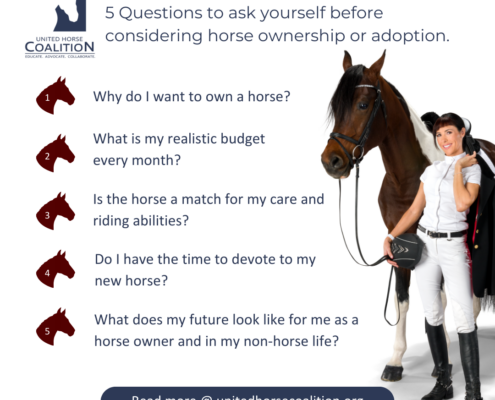 Is horse ownership right for me?